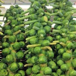 brussels sprouts green