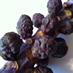 brussels sprouts purple