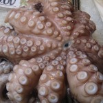 octopusitaly