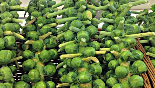 Reasons to Eat Brussels Sprouts