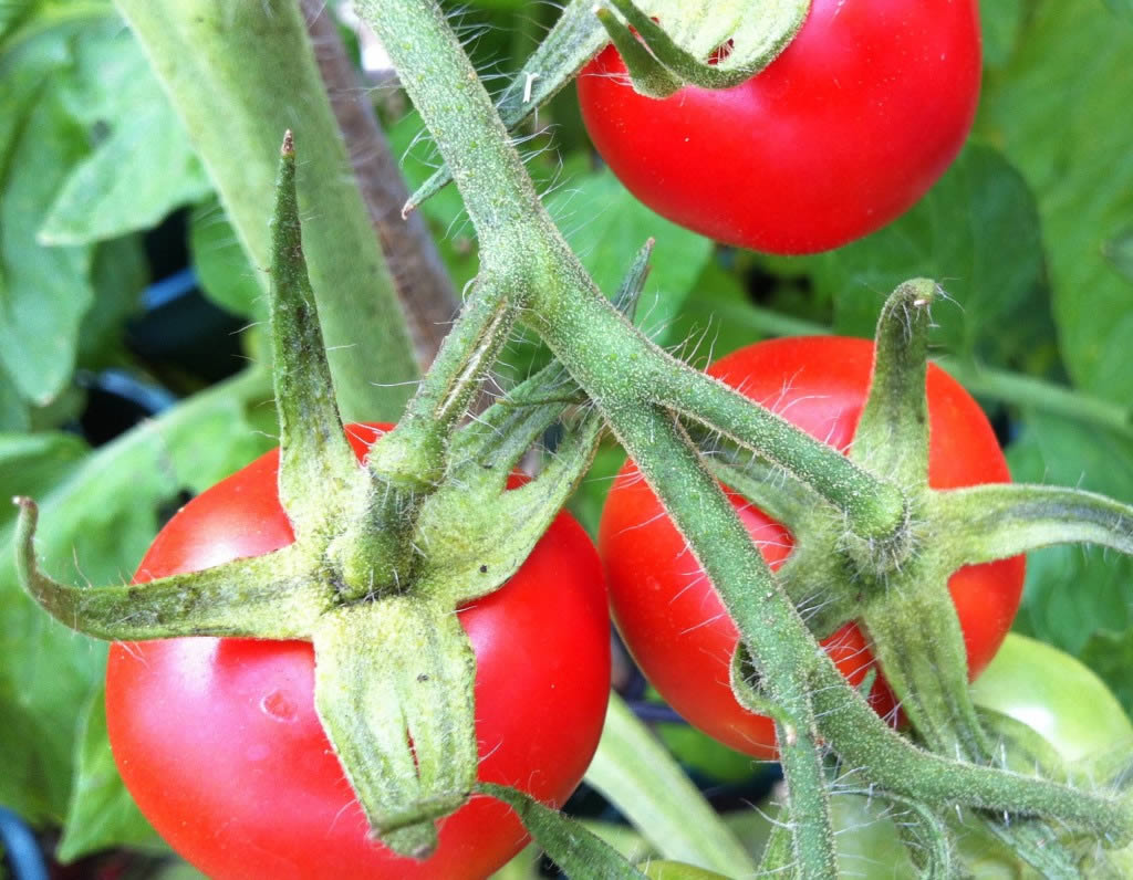 Reasons to eat tomatoes Eat Drink Live Well